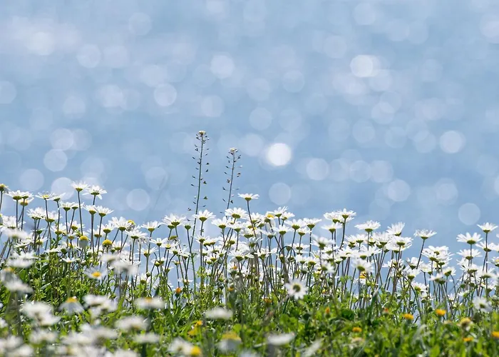 House Toula Elegant *