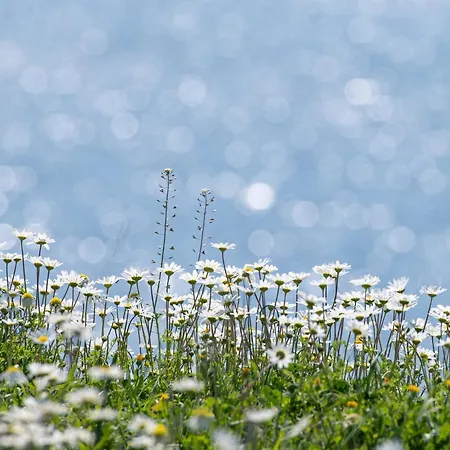 House Toula Elegant *